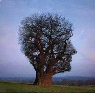 Un jodido árbol. | Sakkarah