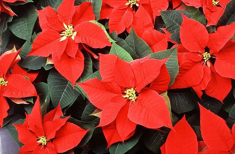 Joel Roberts Poinsett y la flor de Navidad | :: ZTFNews.