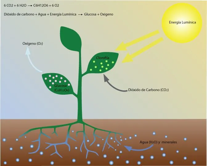 Johana Olivares O. Biología IV: PRÁCTICA ECOSISTEMAS