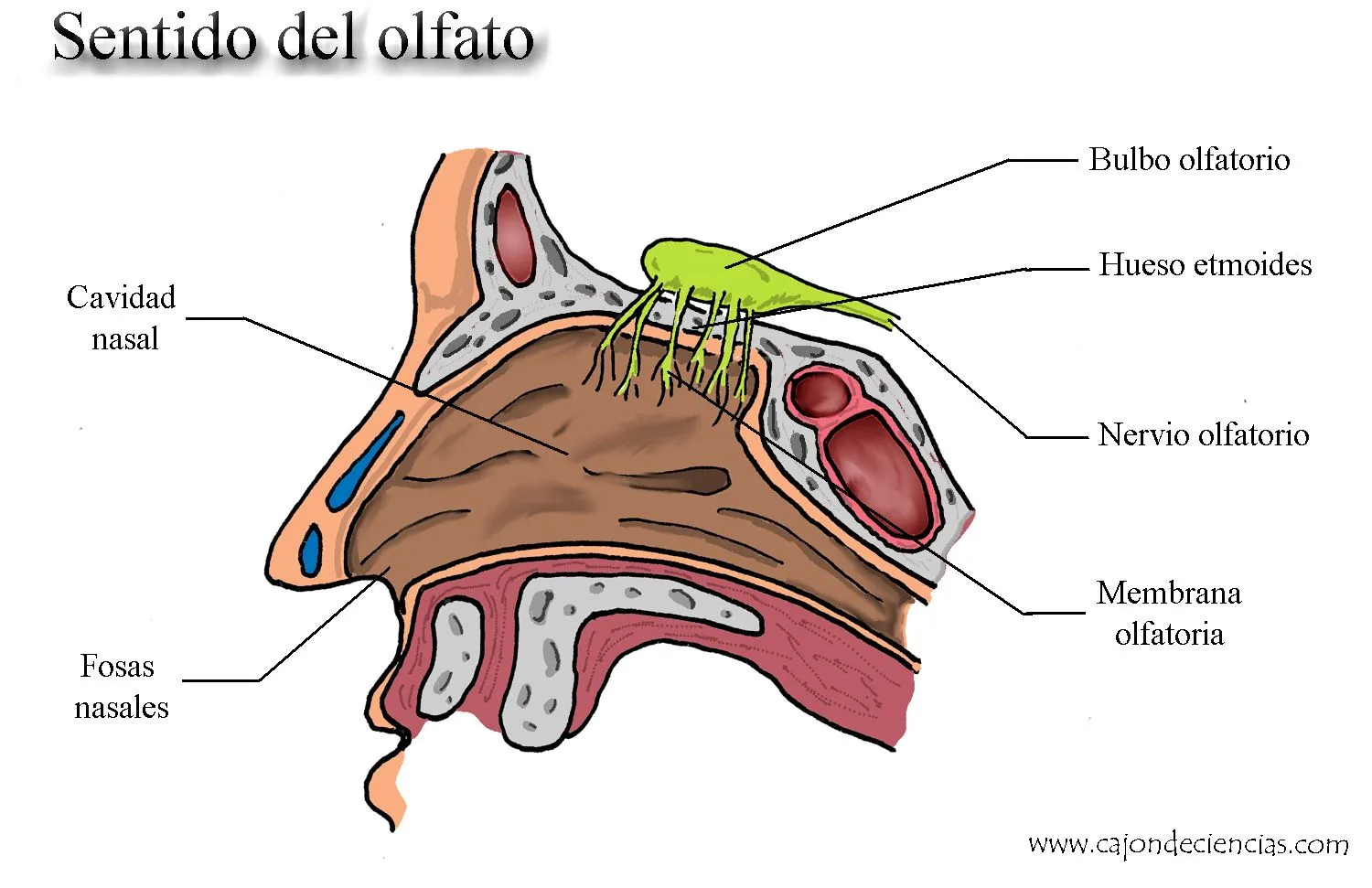 olfato | Bitácora Científica