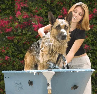 Jornada de baño de perros y limpieza del refugio El Obelisco ...