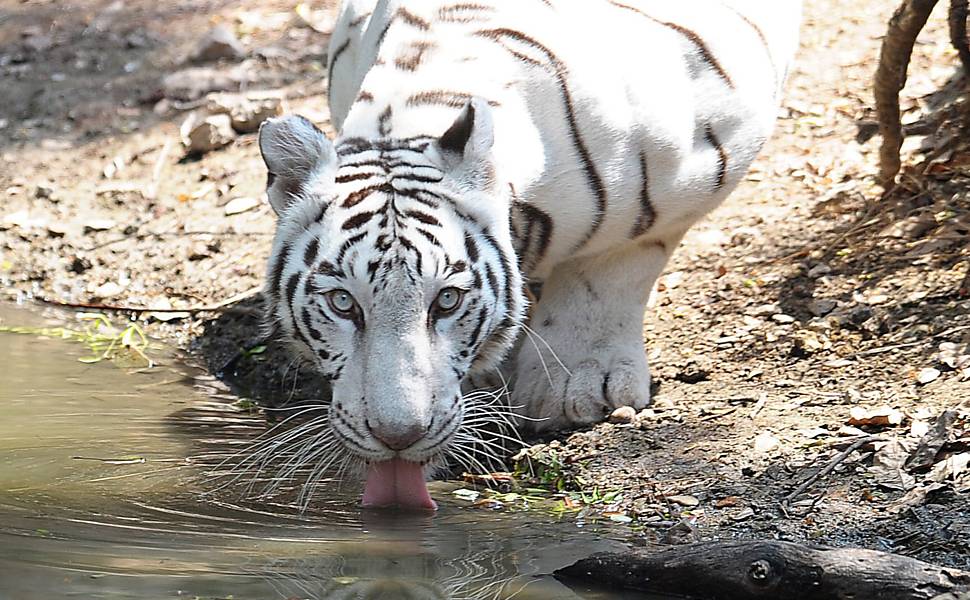 Jornal dos Bichos - Animal em Fatos, vídeos e fotos: Tigre branco ...