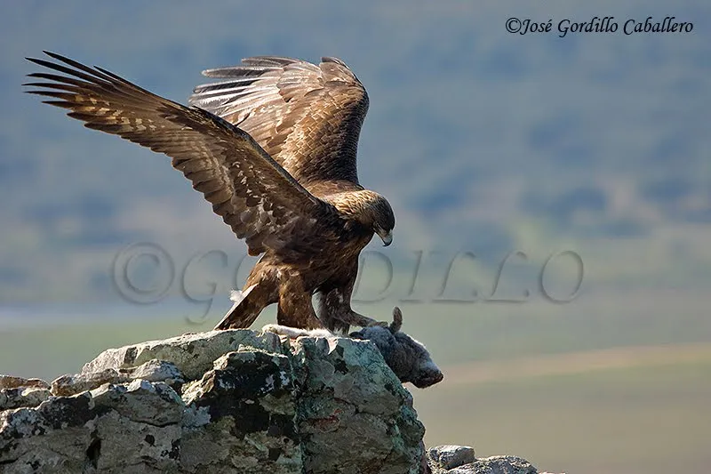 José Gordillo Caballero IMAGENES de NATURALEZA EXTREMEÑA: Águila real