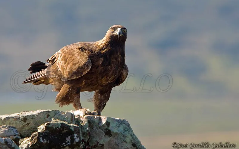 José Gordillo Caballero IMAGENES de NATURALEZA EXTREMEÑA: Águila real