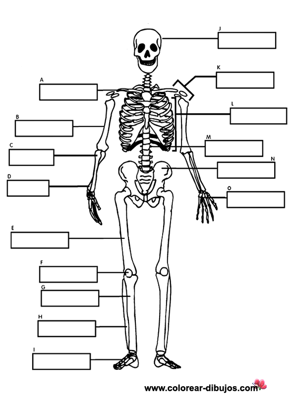 De El Esqueleto Humano Con Los Huesos Para Rellenar Y Para ...