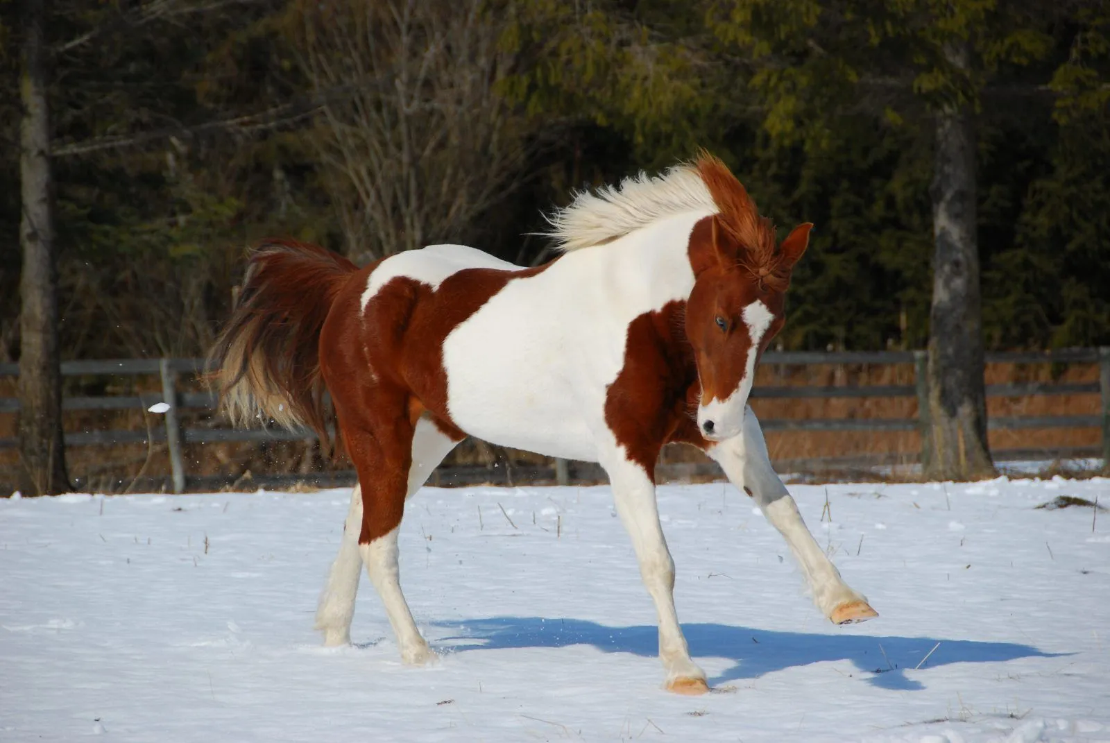 joven-caballo-pinto-sobre-la- ...