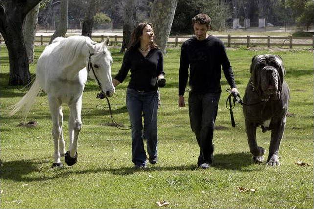 Joven y Periodista: El perro más grande del mundo ! :DDD