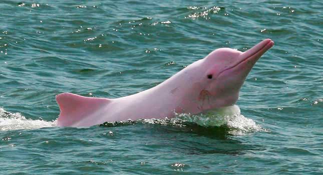 El delfín “rosado” está desapareciendo en Hong Kong debido a la ...