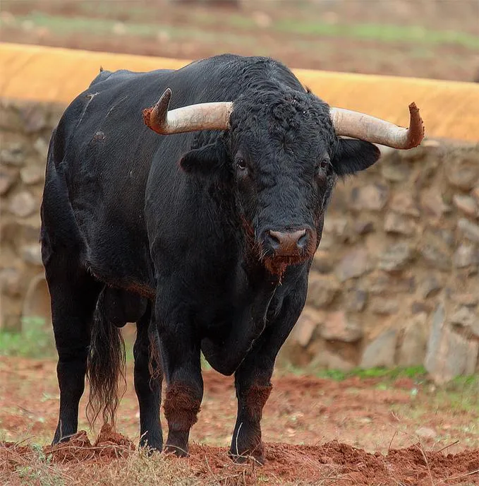 EL JUEGO DE LA TABA: Onagro, lobo, toro