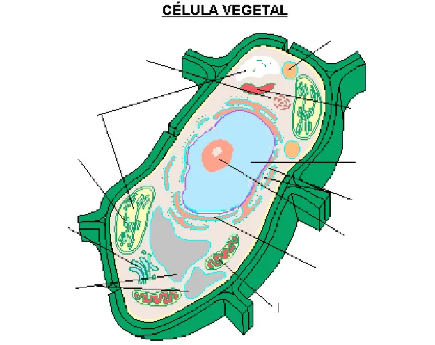 Juegos de Ciencias | Juego de Célula vegetal | Cerebriti