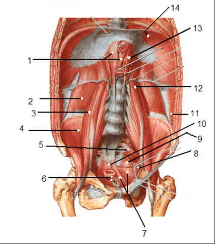 Juegos de Ciencias | Juego de Músculos de la pared posterior del ...