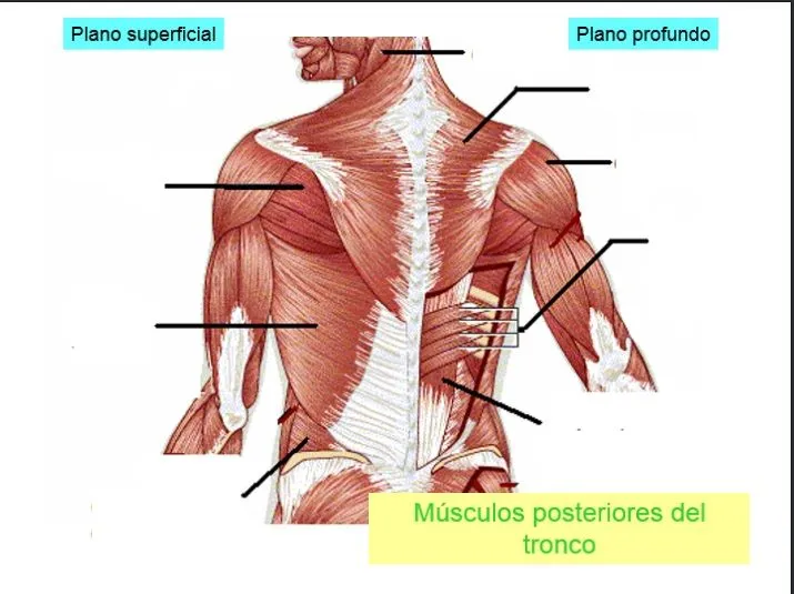 Juegos de Ciencias | Juego de Músculos posteriores del tronco ...