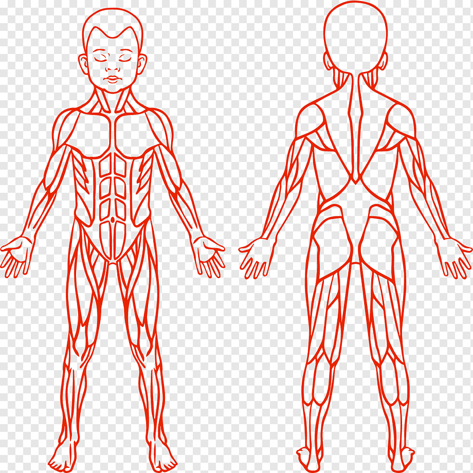 Juegos de Ciencias | Juego de sistema muscular inferior y superior |  Cerebriti