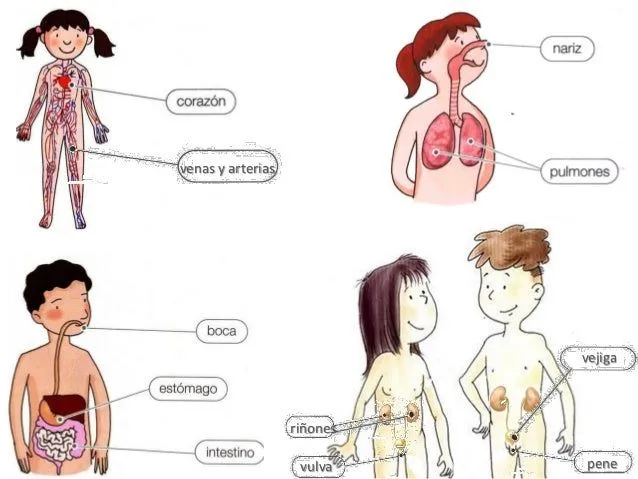 Juegos partes del cuerpo humano (1) aprendizaje