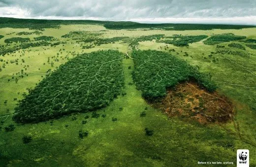 Julen Urdaibai: 1 IMAGEN > 1000 PALABRAS. DEFORESTACIÓN.