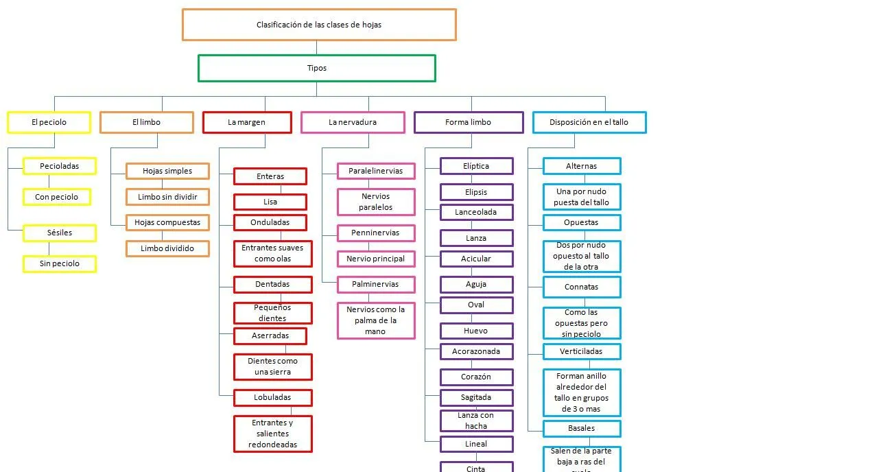 Juli Oyuela Martinez: clasificacion de las hojas