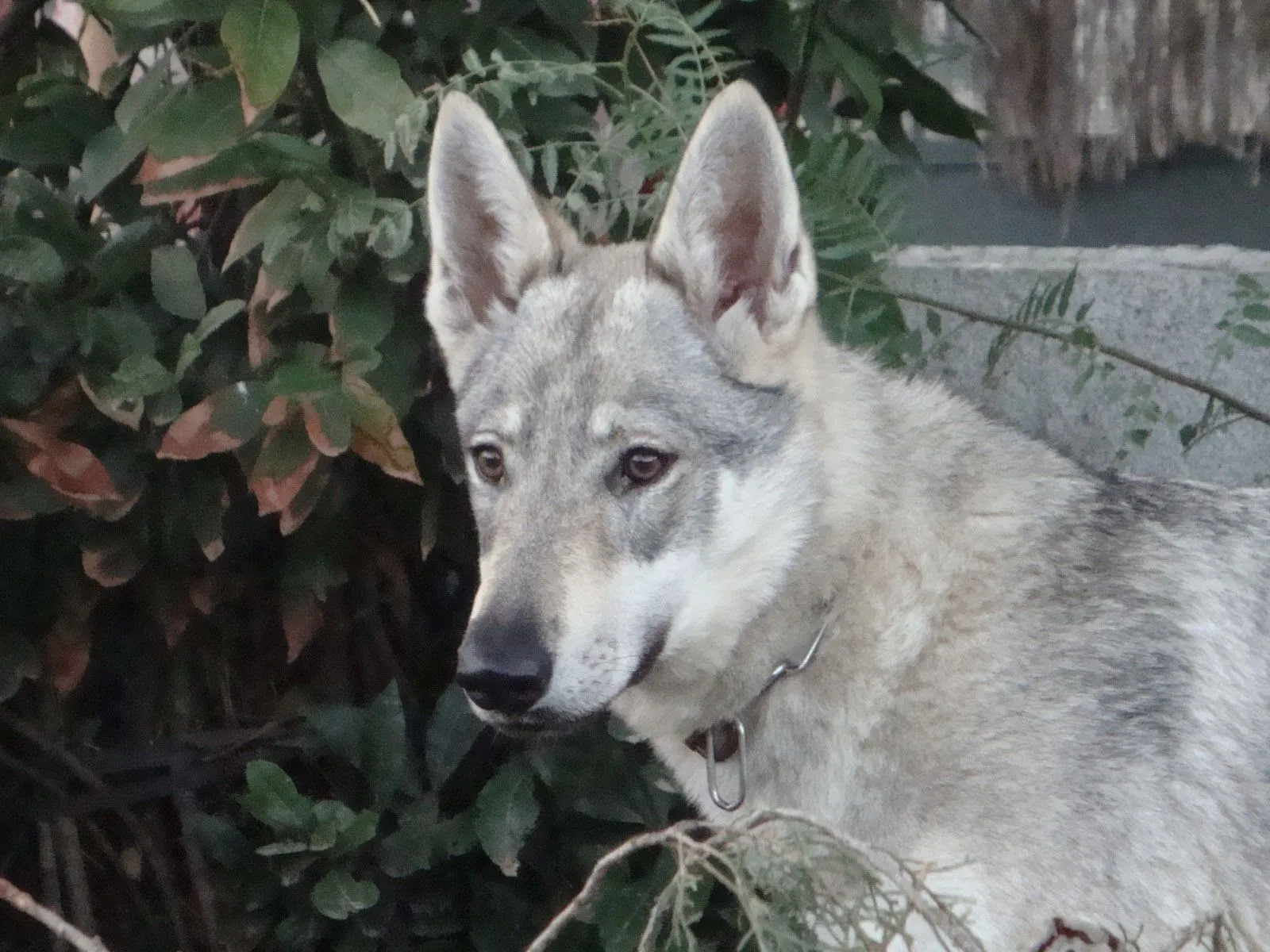 La Jungla De Jose: Historia y características perro lobo checoslovaco