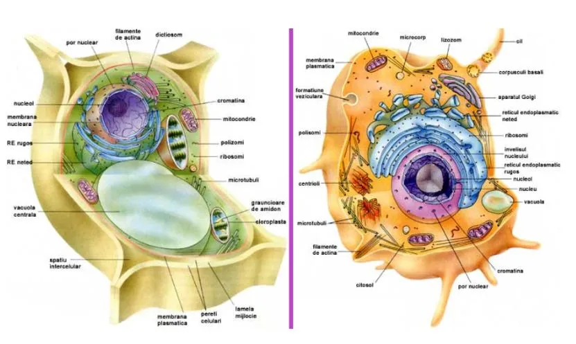 Imagenes de la celula animal y vegetal - Imagui