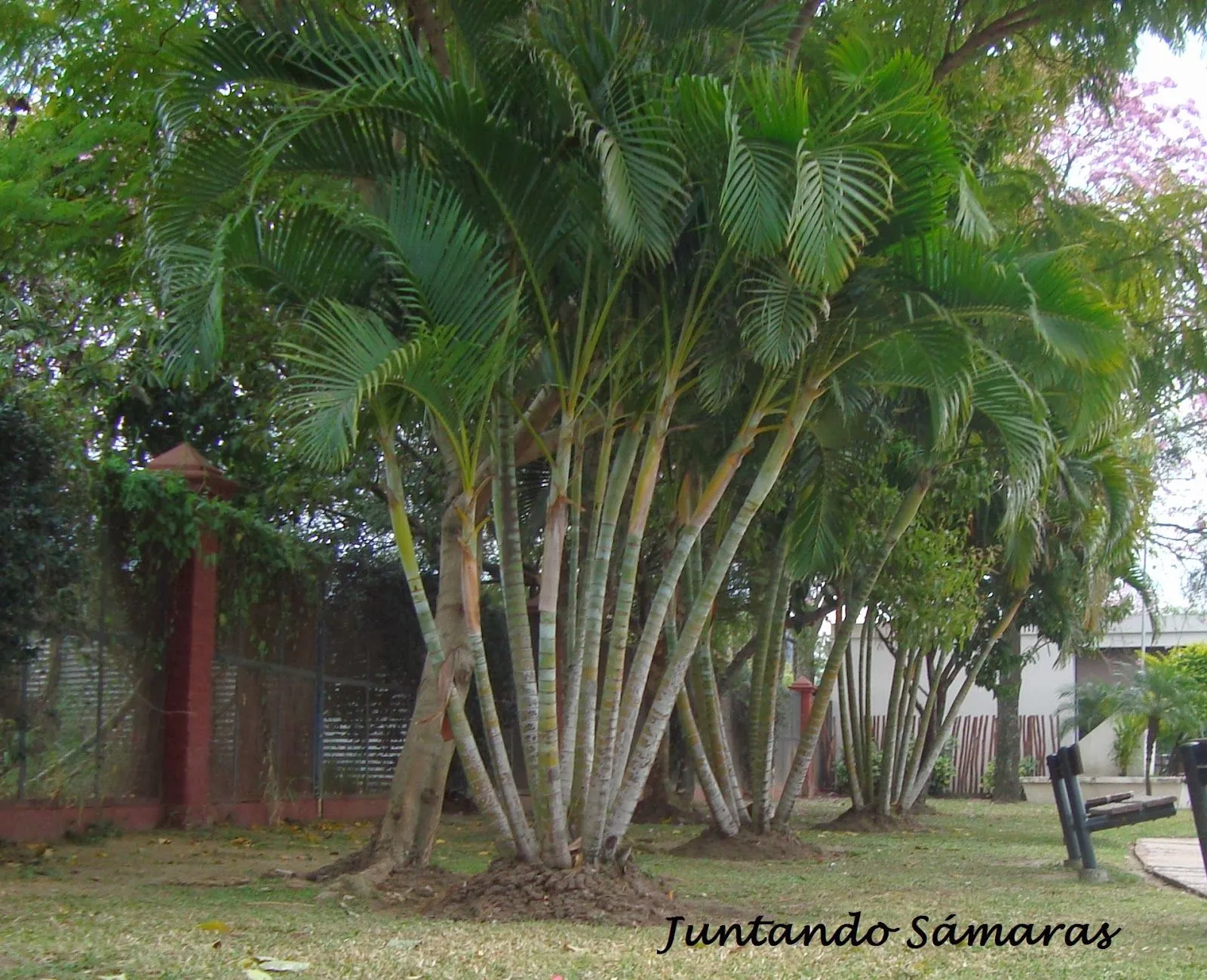 Juntando sámaras: UNA LINDA PALMERA PARA TU JARDÍN