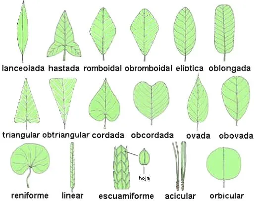 Juntando sámaras: LOS DIFERENTES TIPOS DE HOJAS