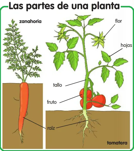 Juntos por un mundo mejor: LAS PLANTAS