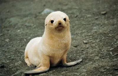  ... me dijo que era un viejo lobo de mar no sabia si sentirme ofendido o