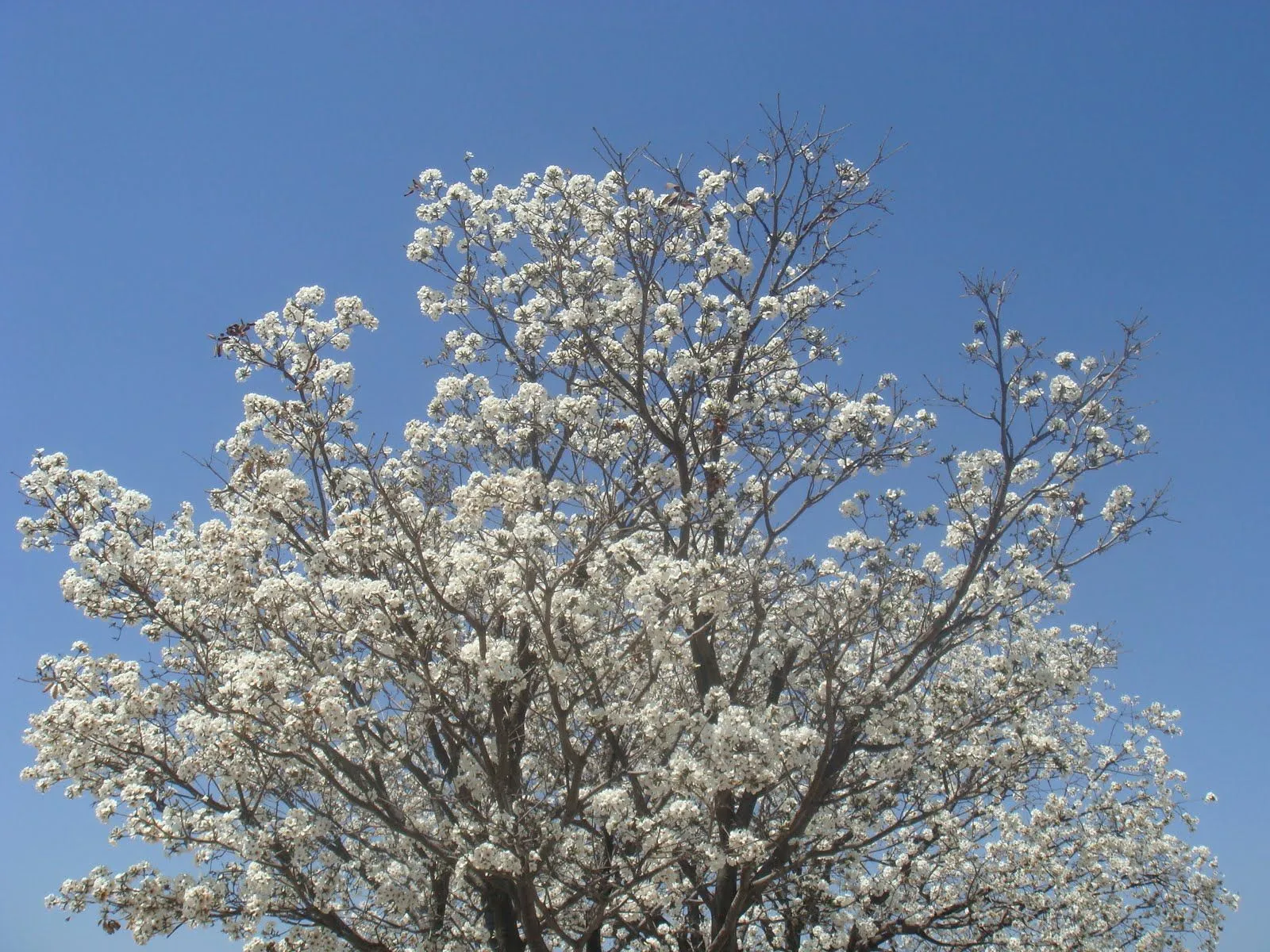 Kalini: Flores blancas