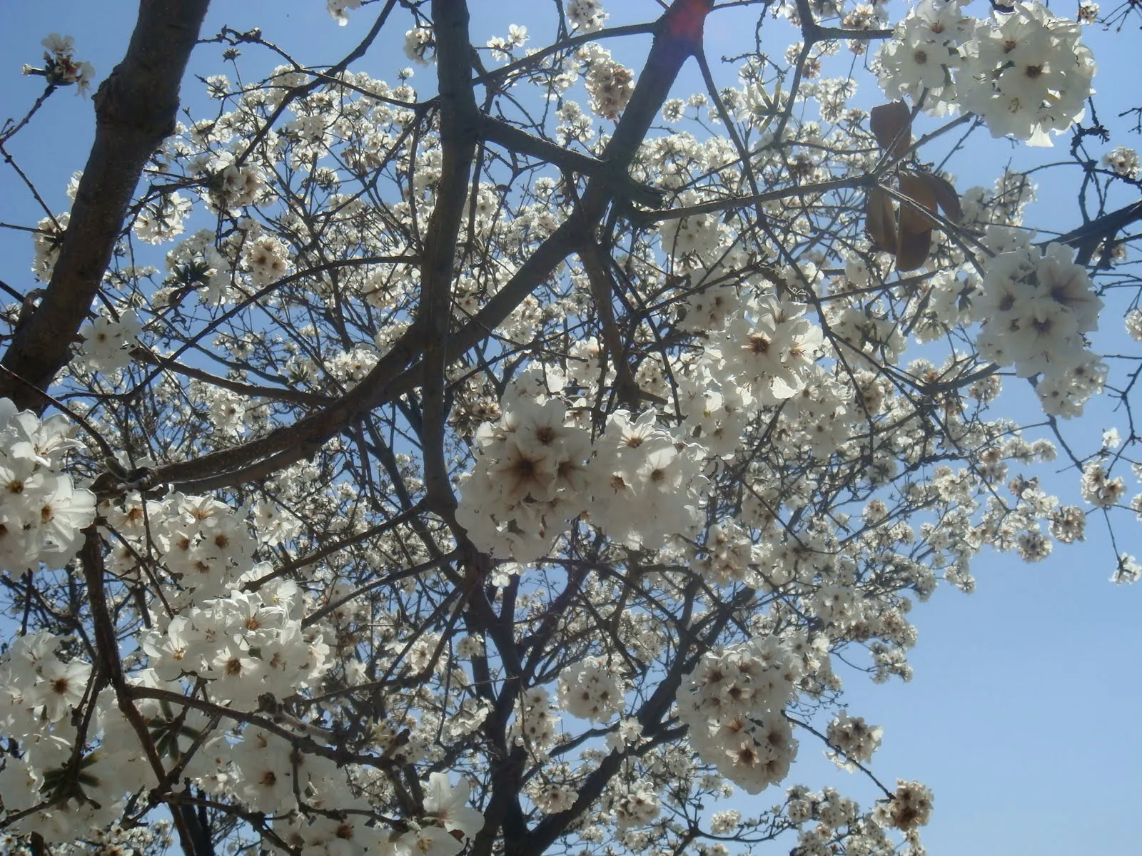 Kalini: Flores blancas