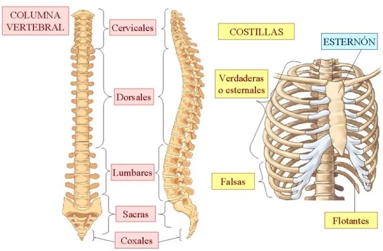 Karen Contreras: Ensayo: Fisiología del ser humano.