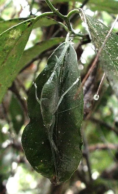 Katydid una ninfa de grillo,insecto en camuflaje. | Flickr - Photo ...