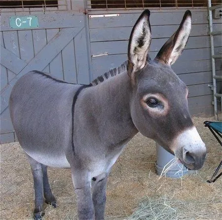 Keeping Donkey / Mule / Burro as Pets