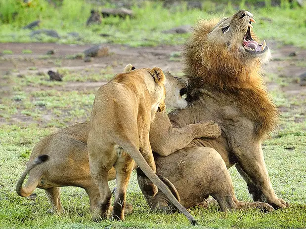 Kenia: leonas atacan a macho para proteger a sus cachorros - Terra ...