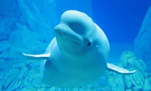 Kenshinja Koshinage Uraken: La Ballena beluga