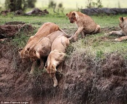 Kenya: Una tierna historia de amor animal