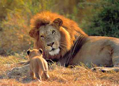 Kevin Richardson, documental completo en español | Animales en Video
