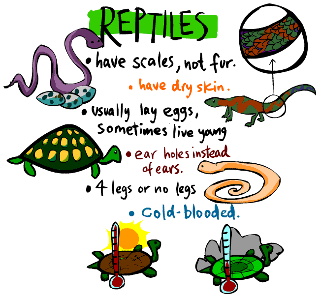 Kid's Corner - Reptile Page