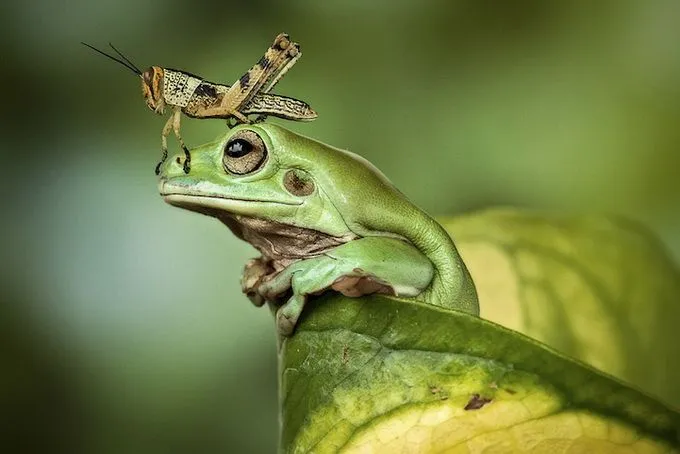 Cosas de Kiko: Ranas simpáticas