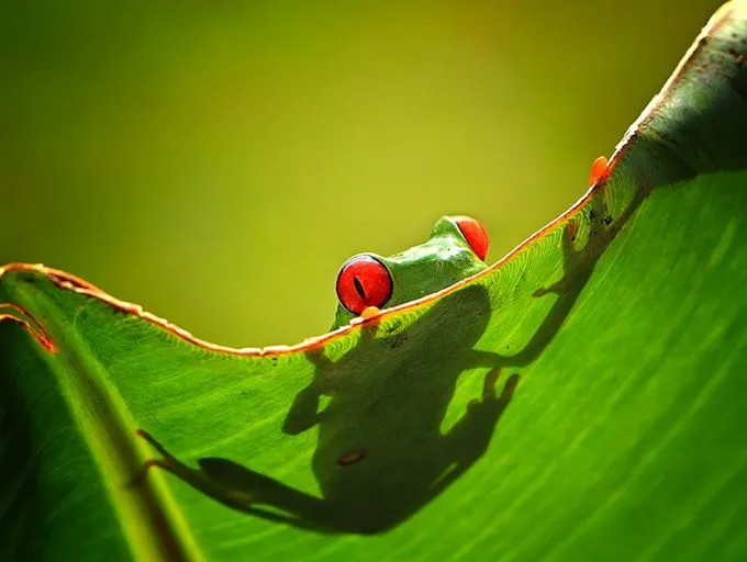 Cosas de Kiko: Ranas simpáticas