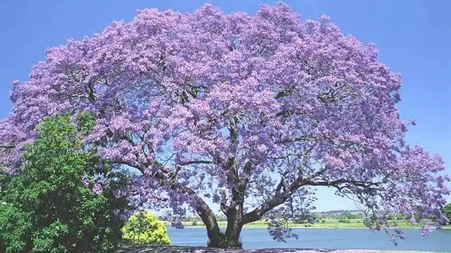 Kiri, el árbol que podría salvar el mundo - ABC.es