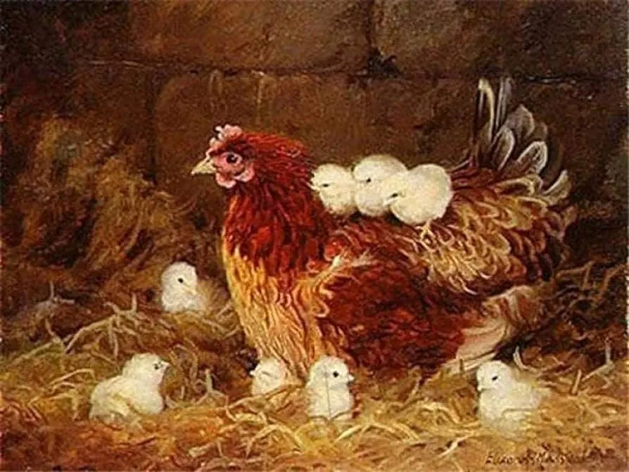 Kits de punto de cruz estampado, gallinas y pollitos, patrones fáciles, manualidades de bordado, suministros de punto de cruz, costura de 16x20 pulgadas : Amazon.com.mx: Hogar y Cocina