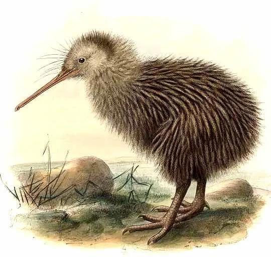 kiwi.austral.hedr.0g.jpg