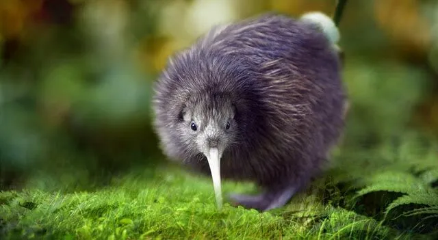 Kiwis Facts, Flightless Bird Habitat, Diet, Information with Pictures