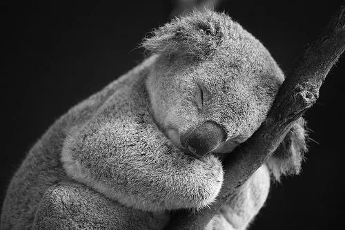 El koala alcanza una longitud corporal de 76 cm; el cuerpo es ...