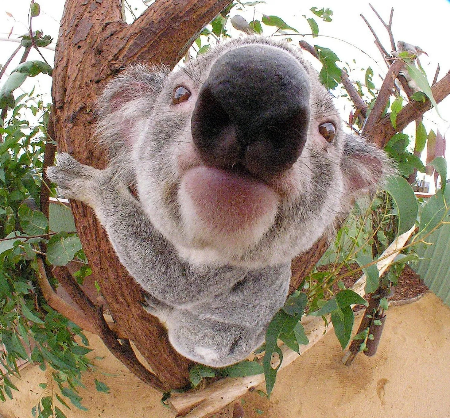 El Koala australiano | FAUNA AMENAZADA