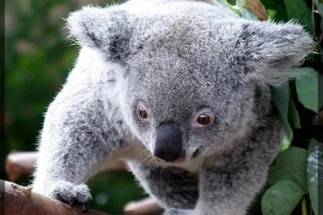 Koala Bear Wallpaper - Android Apps on Google Play