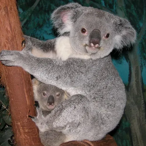 Koalas bebés - Imagui