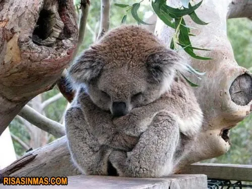 Koala durmiendo…