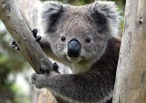 Cuanto sabes sobre el Koala? Informate… | Linuxdom's Blog