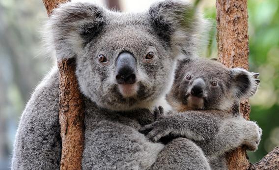 Koala pandemic genetics: Viruses have inserted themselves into the ...