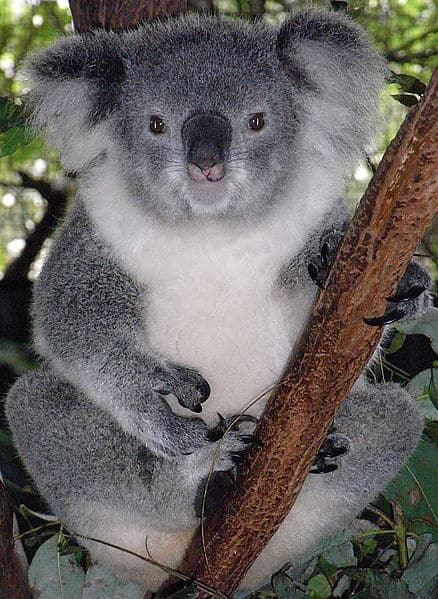 Koala (Phascolarctos cinereus) - Animals - A-Z Animals - Animal ...